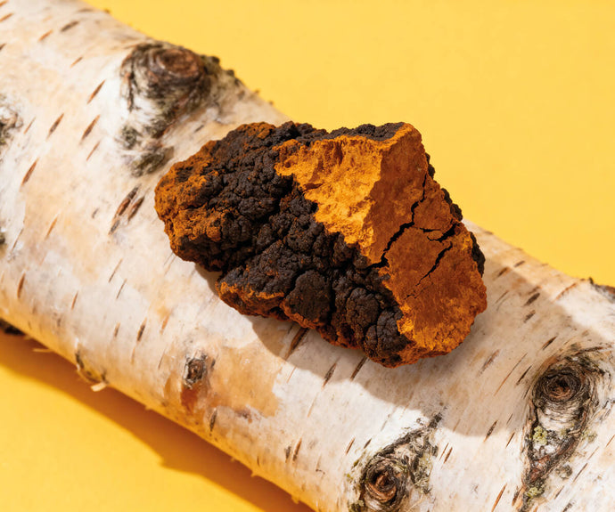 Chaga Pilz Extrakt (10:1)