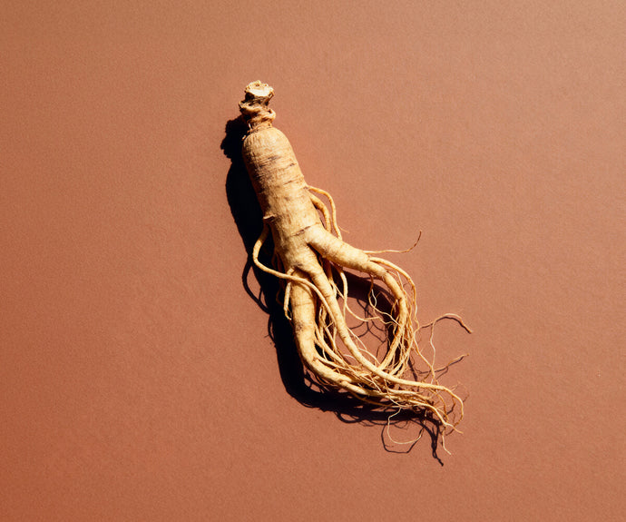 Roter Panax Ginseng