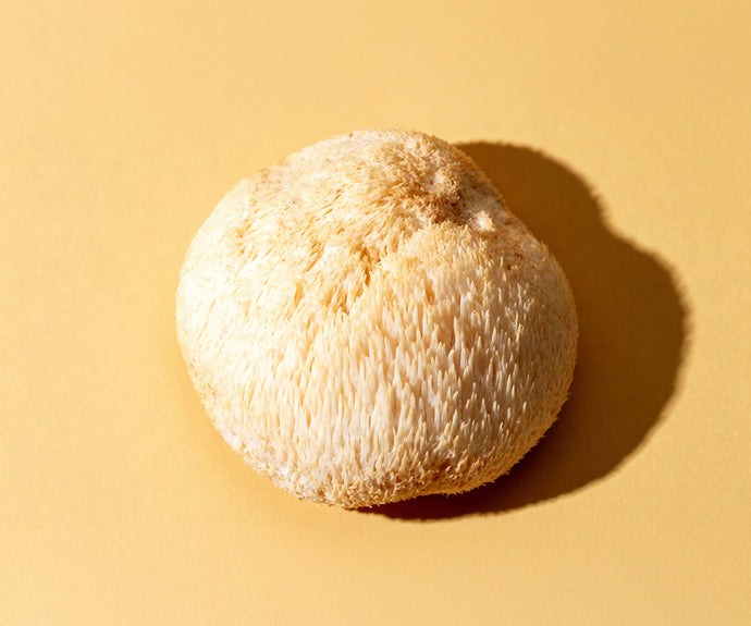 Hericium Erinaceus